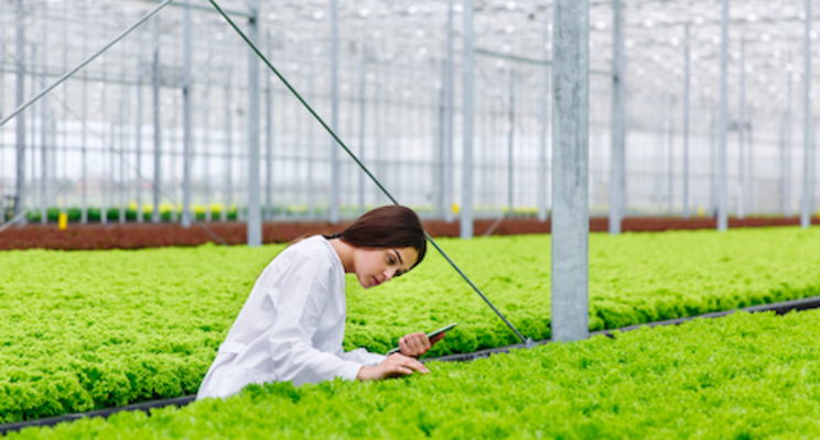 Tips on growing hydroponic lettuce in hot climates Tips on growing hydroponic lettuce in hot climates