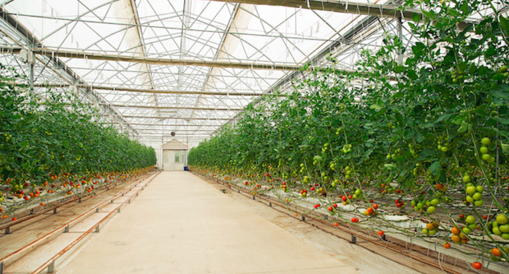 Pure Harvest gets landmark funding Pure Harvest gets landmark funding