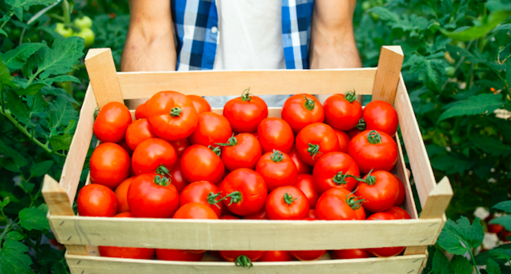 Functional bacteria ensure tomato growth under salt stress conditions Functional bacteria ensure tomato growth under salt stress conditions