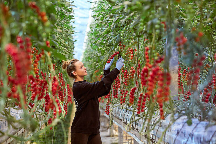 The finest tomatoes from Den Berk Délice The finest tomatoes from Den Berk Délice