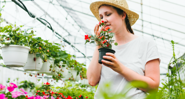 How to build better begonias How to build better begonias