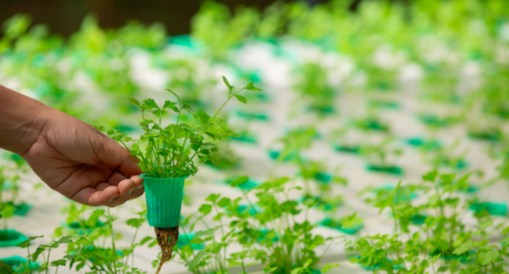 Hydroponic industry survey to better understand industry needs Hydroponic industry survey to better understand industry needs