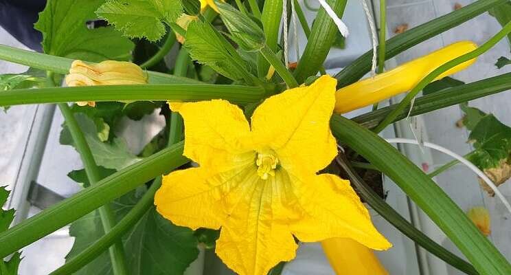 Grow courgettes in the BEST greenhouse with bubble wrap Grow courgettes in the BEST greenhouse with bubble wrap
