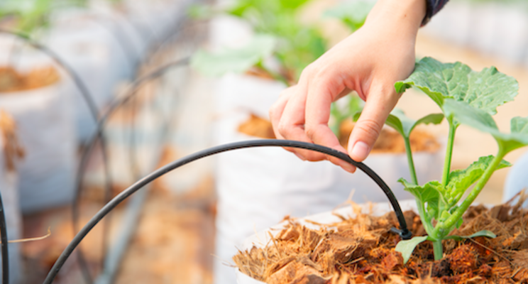 New energy requirements for greenhouses and CEA New energy requirements for greenhouses and CEA