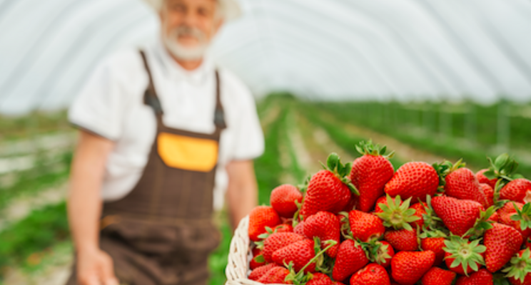 Research aims to improve the flavor of greenhouse strawberries Research aims to improve the flavor of greenhouse strawberries