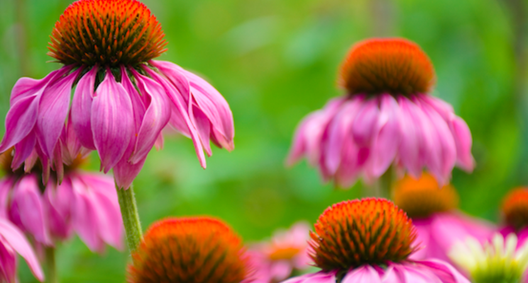 How echinaceas became an American horti success story How echinaceas became an American horti success story