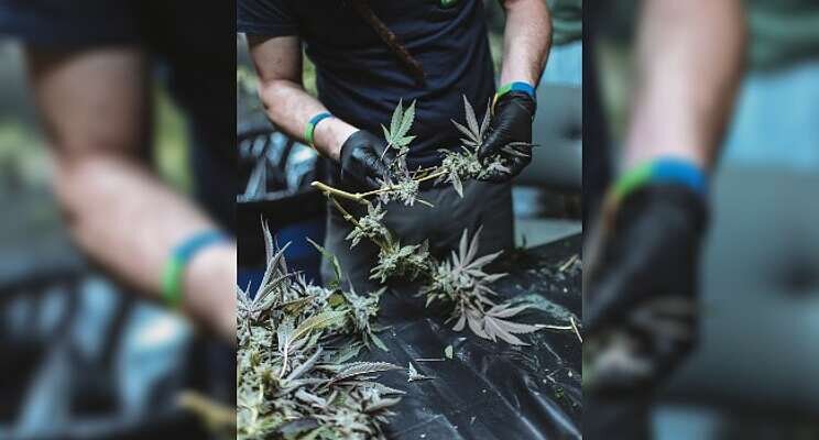 Tips and tricks for scouting for pests in cannabis Tips and tricks for scouting for pests in cannabis