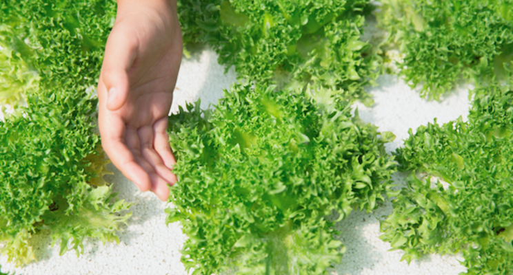 Hydroponics and vertical farming in Morocco and the world Hydroponics and vertical farming in Morocco and the world