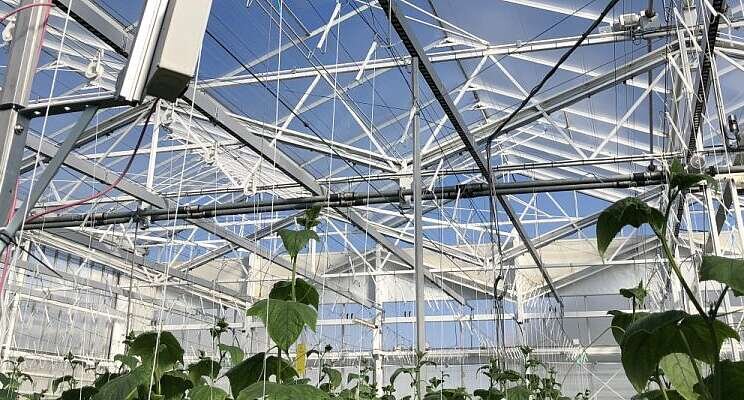 Algorithms help greenhouse growers Algorithms help greenhouse growers