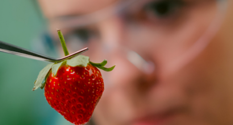 Spanish label is extended in Morocco for use in berry growing Spanish label is extended in Morocco for use in berry growing
