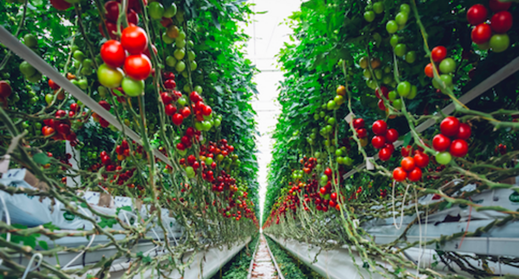 62-acre greenhouse production facility announced in Cali 62-acre greenhouse production facility announced in Cali