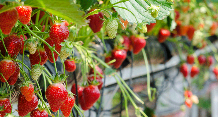 Horti to help shape & brighten our future Horti to help shape & brighten our future