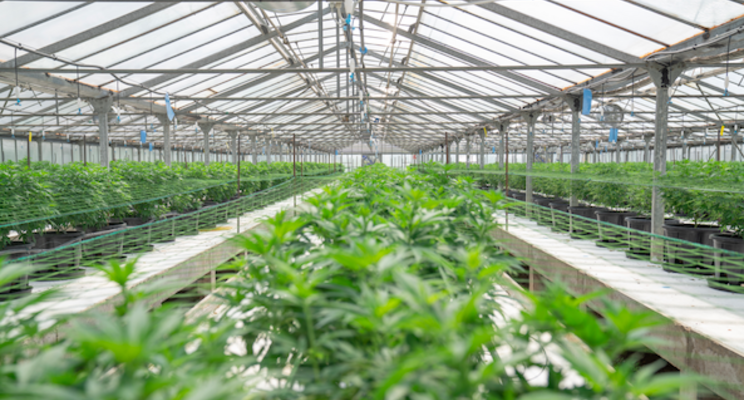 Helping cannabis cultivators grow smarter through Fluence LED tech Helping cannabis cultivators grow smarter through Fluence LED tech