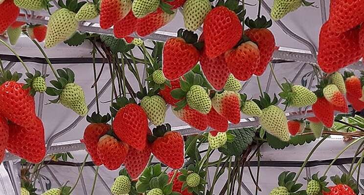 Hydroponic strawberry urban farming Hydroponic strawberry urban farming