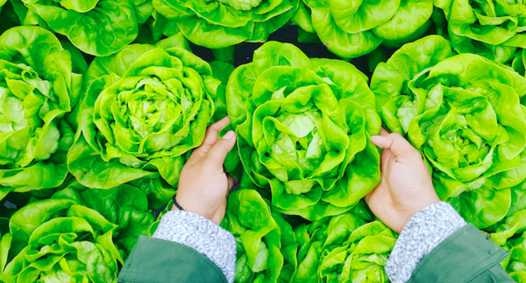 UK's largest sunlit vertical farm begins harvest UK's largest sunlit vertical farm begins harvest