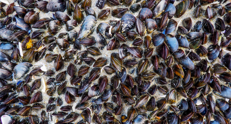 Undersea vertical farms could be the future of sustainable seafood Undersea vertical farms could be the future of sustainable seafood