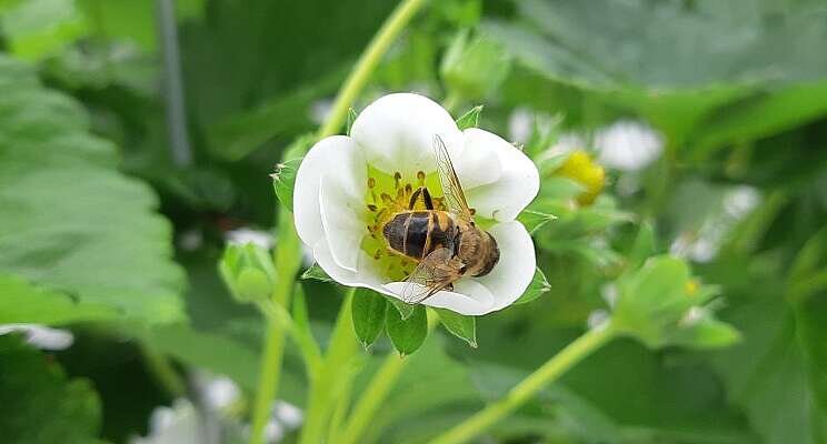 Hoverflies help bumblebees and honey bees pollinate soft fruit Hoverflies help bumblebees and honey bees pollinate soft fruit