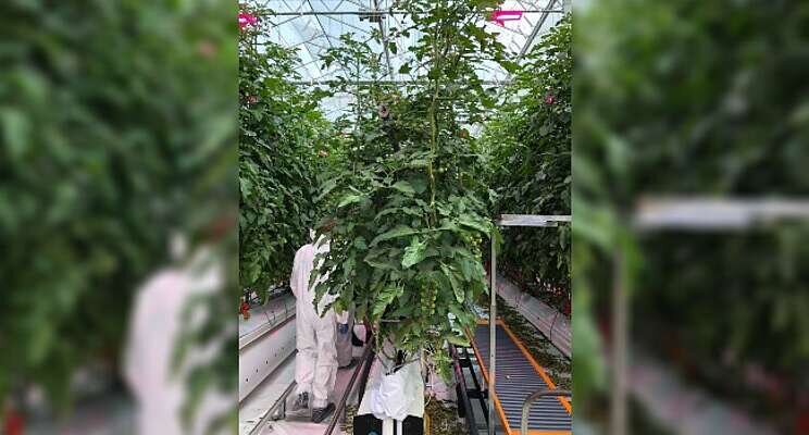 La Serra & LettUs Grow partner in aeroponic tomato La Serra & LettUs Grow partner in aeroponic tomato