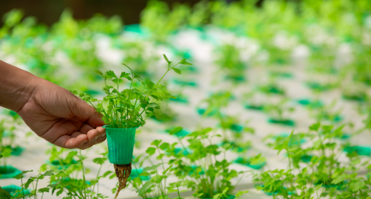 The Irish vertical farm growing basil without soil The Irish vertical farm growing basil without soil