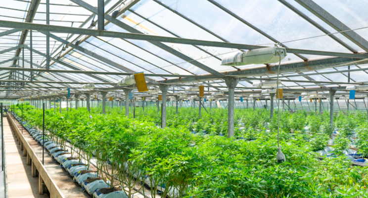 Don't let data smog close your mind to new greenhouse ideas Don't let data smog close your mind to new greenhouse ideas