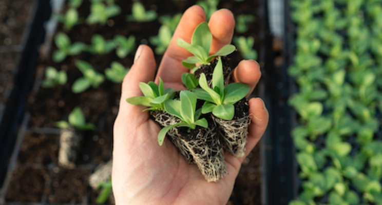 Bayer enters the organic seed business Bayer enters the organic seed business