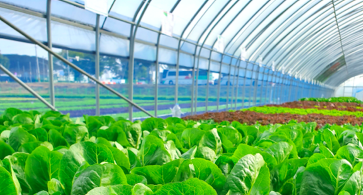 Gotham Greens continues production, retail expansion Gotham Greens continues production, retail expansion