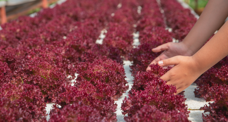 Online Course| Hydroponic vegetables, weed management Online Course| Hydroponic vegetables, weed management