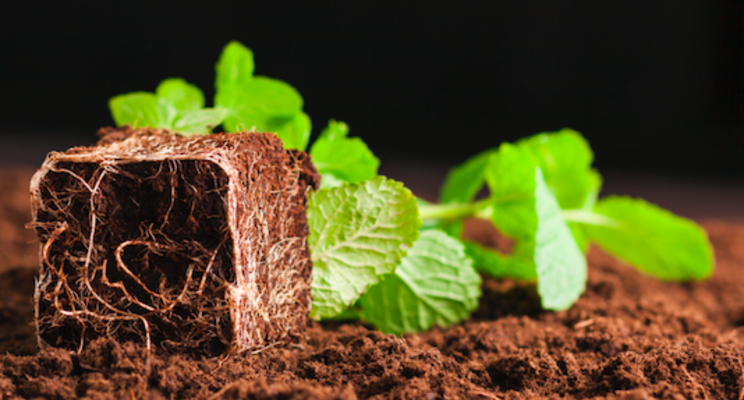Guide to hydroponic growing media Guide to hydroponic growing media