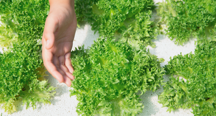 Emerald Greens to increase capacity by 20% in new deal Emerald Greens to increase capacity by 20% in new deal
