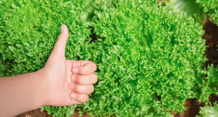 Hydroponic food safety 101 Hydroponic food safety 101