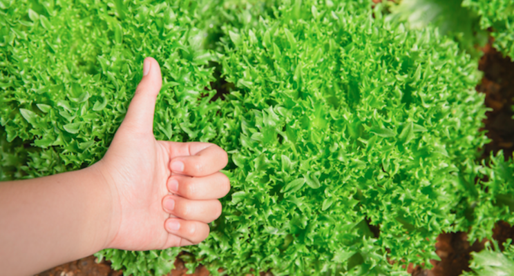 Hydroponic food safety 101