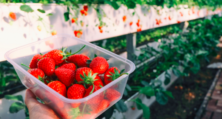 Tips on managing thrips in greenhouse strawberries