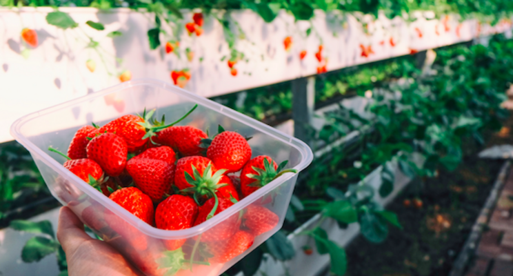 Tips on managing thrips in greenhouse strawberries Tips on managing thrips in greenhouse strawberries