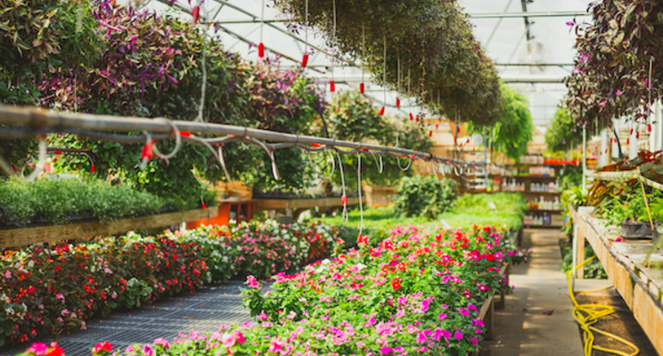Terra Nova shows off latest plant varieties in the Far East Terra Nova shows off latest plant varieties in the Far East