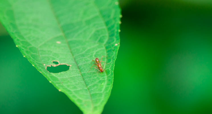 Why early detection is critical to managing plant pests