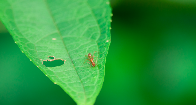 Why early detection is critical to managing plant pests Why early detection is critical to managing plant pests