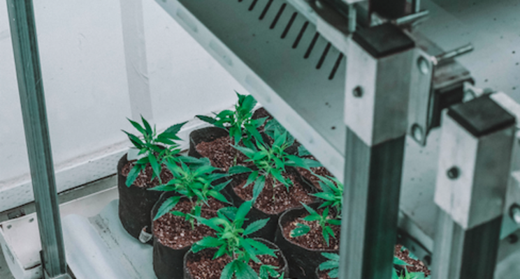 Surge in LED adoption across all cannabis cultivation stages Surge in LED adoption across all cannabis cultivation stages