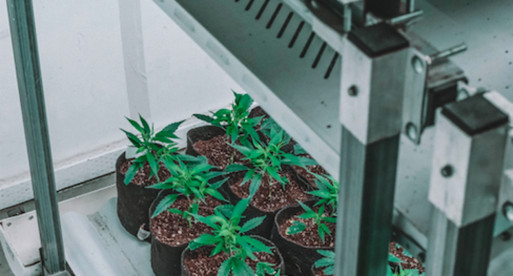 Surge in LED adoption across all cannabis cultivation stages