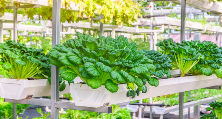 Stop & Shop rolls out vertically farmed produce with AeroFarms