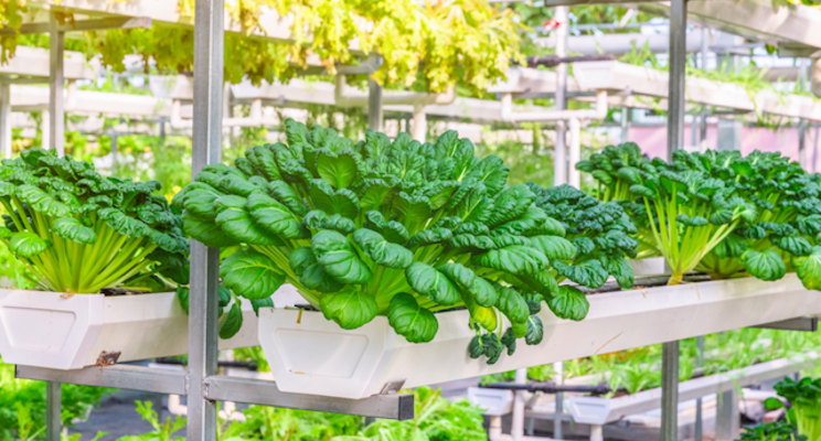 Stop & Shop rolls out vertically farmed produce with AeroFarms Stop & Shop rolls out vertically farmed produce with AeroFarms
