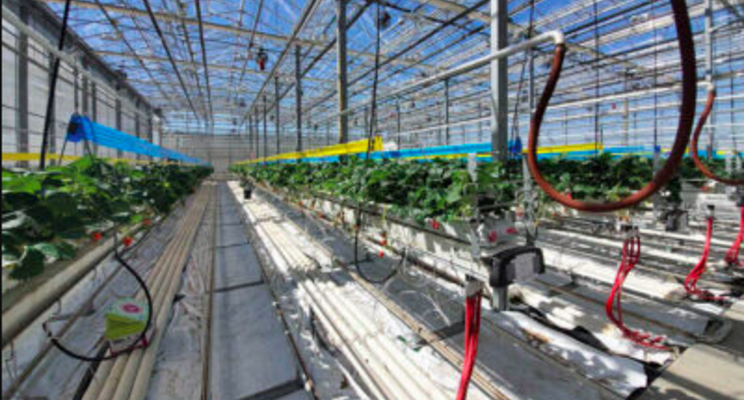 Agriculture grant initiates greenhouse research project Agriculture grant initiates greenhouse research project