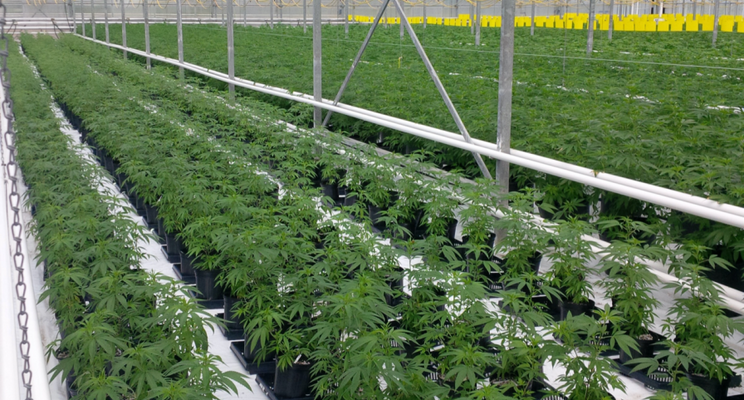 The right cannabis cultivation method for your greenhouse
