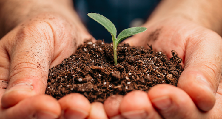 The role of genetic technologies in sustainable agriculture The role of genetic technologies in sustainable agriculture