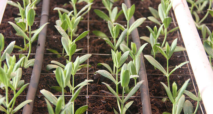 Making potting soil and substrates more sustainable Making potting soil and substrates more sustainable