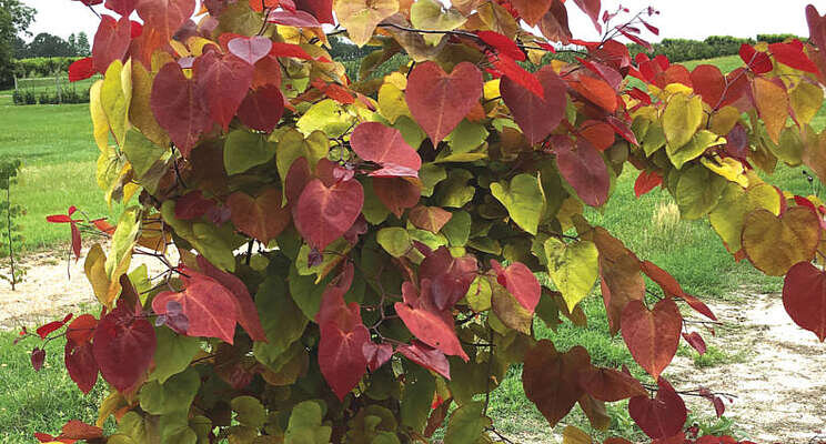 'Flame Thrower' Cercis wins 2021 Chelsea Plant of the Year