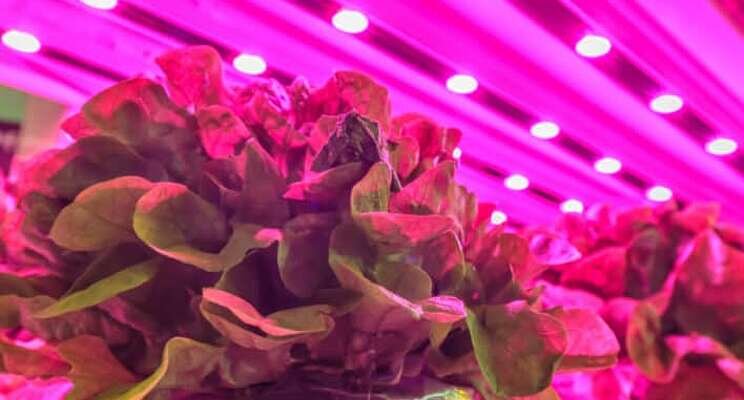 Harper Adams University embarks on vertical farming trials Harper Adams University embarks on vertical farming trials