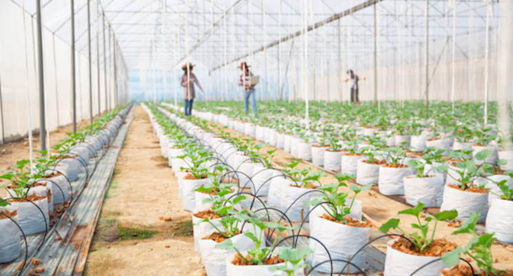 A deep dive into horticulture supply chain challenges