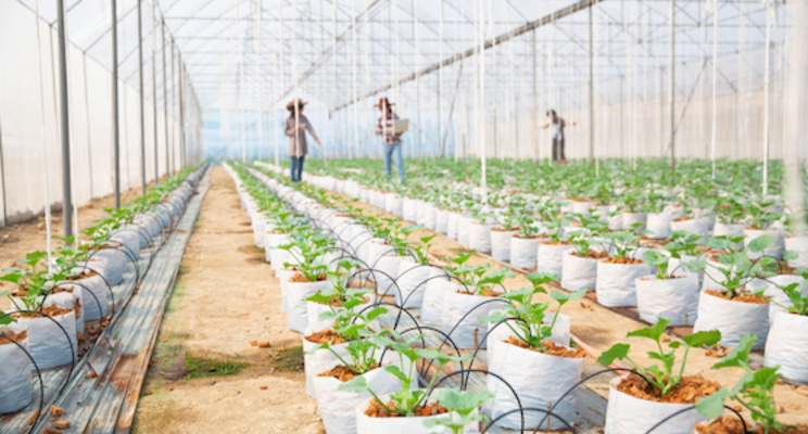 A deep dive into horticulture supply chain challenges A deep dive into horticulture supply chain challenges