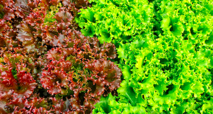 Investing in vertical farming stocks Investing in vertical farming stocks