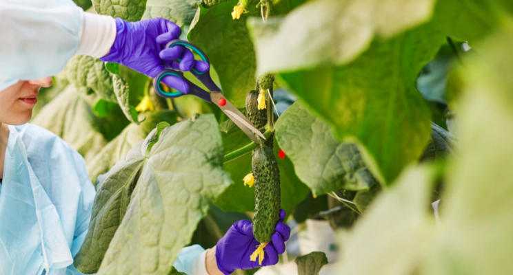 Can cucumbers and tomatoes be grown on vertical farms? Can cucumbers and tomatoes be grown on vertical farms?